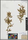 Foto von Salix alba L. x Salix fragilis L.